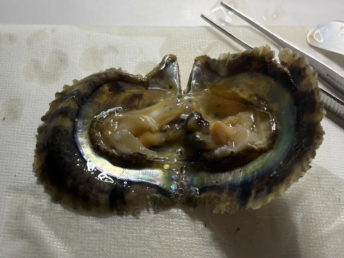 開いた貝から真珠を取り出すところ