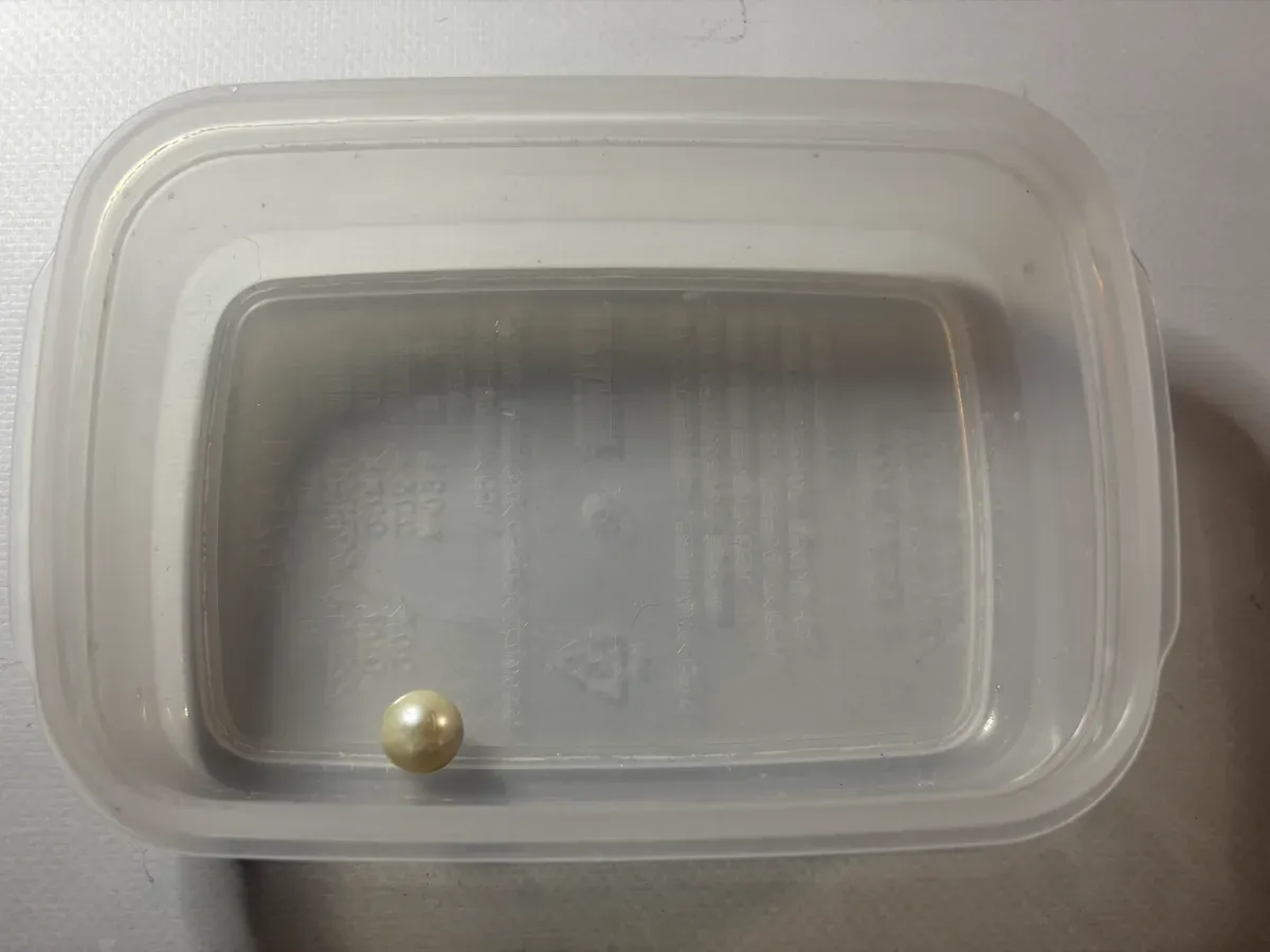タッパーに入った取り出した真珠